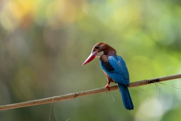 kingfisher on branch