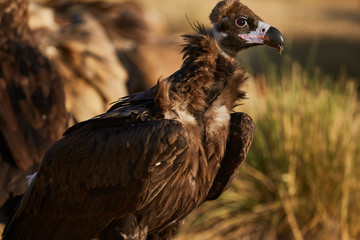 European vulture Black in nature
