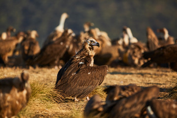 European vulture Black in nature
