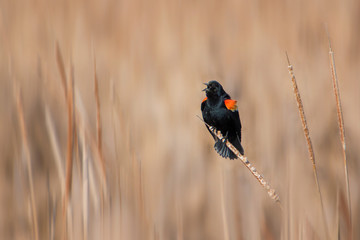 Red-winged Blackbird singing in windy cattail field