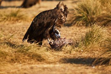 European vulture Black eating in nature