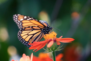Fototapeta na wymiar Monarch butterfly on orange flower with green background