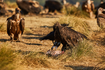 European vulture Black eating in nature