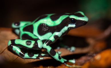 The green-and-black poison dart frog (Dendrobates auratus), or green-and-black poison arrow frog at Carara National Park, Costa Rica