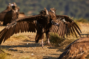European vulture Black in nature