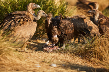 European vulture Black eating in nature