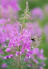 Bumblebee gathering gray nectar in pink fireweed flowers