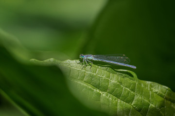 Close up of Turquoise damselfly on green leaf