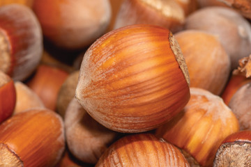 ripe brown hazelnut nuts in shell on a background of nuts close-up macro. macro