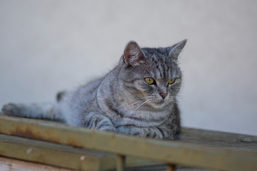 Beautiful silver marble lady cat relaxing oudoors, single posing animal, boring face