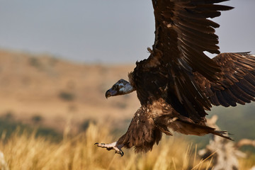 European vulture Black landing