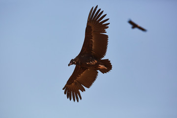 European vulture Black flying