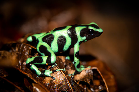 The green-and-black poison dart frog (Dendrobates auratus), or green-and-black poison arrow frog at Carara National Park, Costa Rica