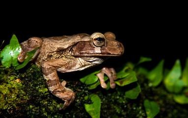 Smilisca baudinii, common Mexican tree frog, Mexican tree frog, Baudin's tree frog or Van Vliet’s frog at Sarapiqui, Costa Rica. 