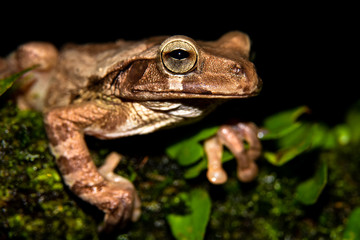 Smilisca baudinii, common Mexican tree frog, Mexican tree frog, Baudin's tree frog or Van Vliet’s frog at Sarapiqui, Costa Rica. 
