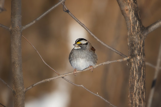 White-throated Sparrow inside frame of tree branches