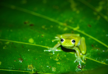 Teratohyla spinosa glass frog (spiny cochran frog) of the family of centrolenidae on a green leaf in the jungle of Costa Rica. Found in the jungle of Sarapiqui. 