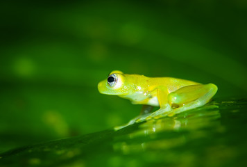 Teratohyla spinosa glass frog (spiny cochran frog) of the family of centrolenidae on a green leaf in the jungle of Costa Rica. Found in the jungle of Sarapiqui. 
