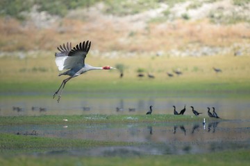 Fototapeta premium bird in flight