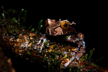 Spiny-headed tree frog, Anotheca spinosa, at Braulio Carrillo national Park, Costa Rica. 