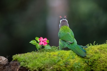 bird in garden