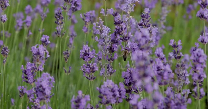 Bienen