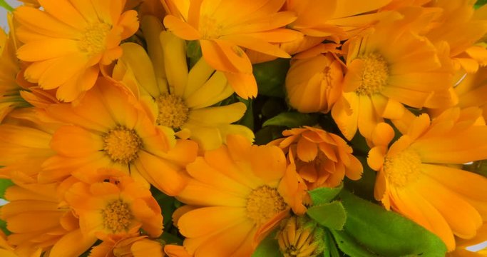 Timelapse of calendula flowers blooming .