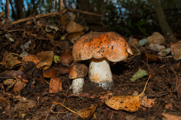 Tricholoma populinum mushroom. Two young mushrooms in the thick poplar forest. Mushroom  closeup. Soft selective focus.