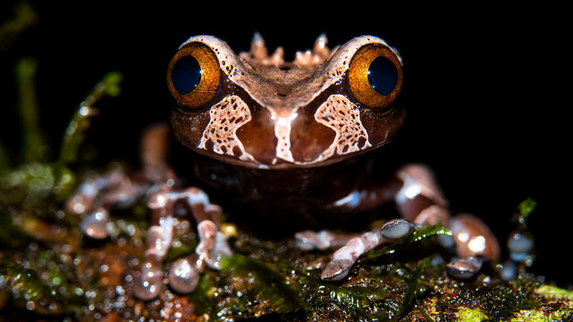 Spiny-headed tree frog, Anotheca spinosa, at Braulio Carrillo national Park, Costa Rica. 