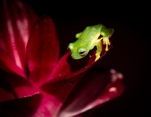 Teratohyla spinosa glass frog (spiny cochran frog) of the family of centrolenidae on a green leaf in the jungle of Costa Rica. Found in the jungle of Sarapiqui. 