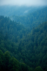 Fototapeta na wymiar View at green trees in forest 