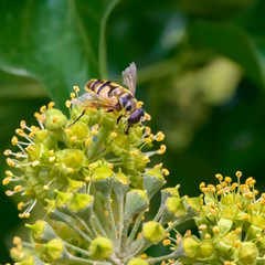 Close up from a hornet mimic hoverfly (Volucella zonaria) on ivy blossoms.