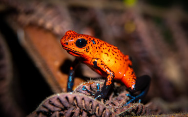 Cahuita National Park, Costa Rica wildlife. Strawberry poison frog or strawberry poison-dart frog (Oophaga pumilio) a small poison dart frog, common in Central America. Also called blue jeans frog. 