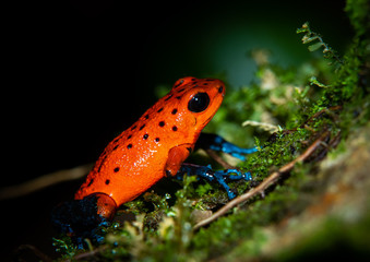 Cahuita National Park, Costa Rica wildlife. Strawberry poison frog or strawberry poison-dart frog (Oophaga pumilio) a small poison dart frog, common in Central America. Also called blue jeans frog. 