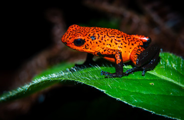 Cahuita National Park, Costa Rica wildlife. Strawberry poison frog or strawberry poison-dart frog (Oophaga pumilio) a small poison dart frog, common in Central America. Also called blue jeans frog. 