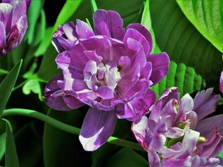 purple flowers