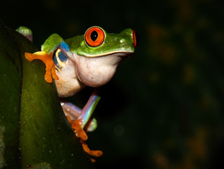 Symbol of Costa Rica wildlife: red eyed treefrog (Agalychnis callidryas) at tortuguero national park. 