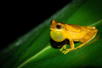 Costa Rica animals. Hourglass tree frog (Dendropsophus ebraccatus) from the Hylidae Family in Costa Rica, guayacan rainforest reserve in the province of Limon. 