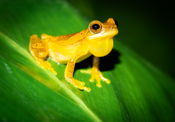 Costa Rica wildlife. Hourglass tree frog (Dendropsophus ebraccatus) from the Hylidae Family in Costa Rica, guayacan rainforest reserve in the province of Limon. 