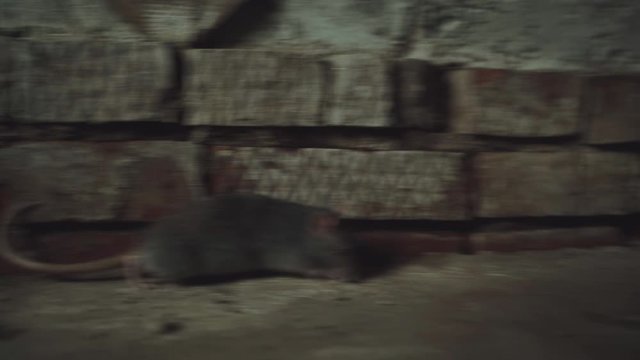Gray Rat Is In An Old Dirty Basement