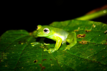 Teratohyla spinosa glass frog (spiny cochran frog) of the family of centrolenidae on a green leaf in the jungle of Costa Rica. Found in the jungle of Sarapiqui. 