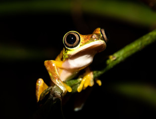 Rare frog species, the lemur leaf frog (Agalychnis lemur), a critically endangered frog because of the chytrid fungi (Chytridiomycosis). This one was found in Costa Rica, limón province. © Jeroen