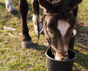 a horse drinks water from a bucket