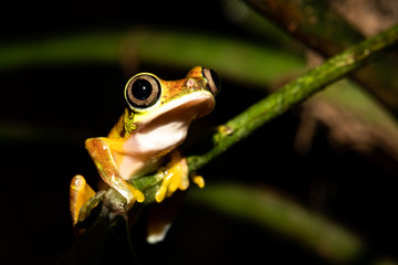 Rare frog species, the lemur leaf frog (Agalychnis lemur), a critically endangered frog because of the chytrid fungi (Chytridiomycosis). This one was found in Costa Rica, limón province.