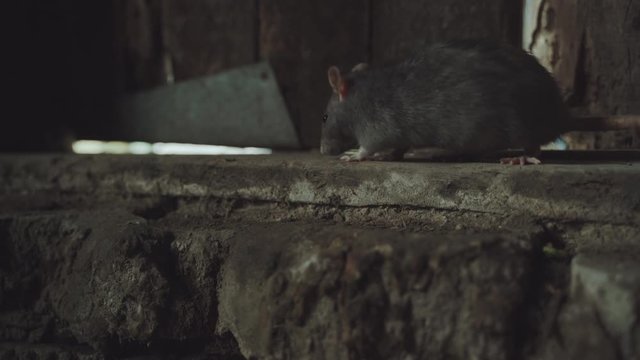Gray Rat Is In An Old Dirty Basement