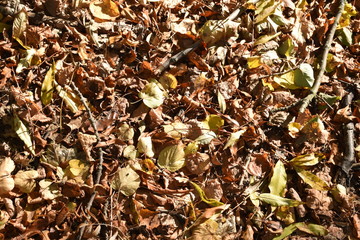 autumn landscape. View of the autumn park for the background.