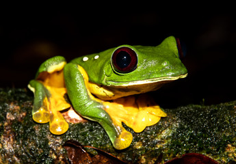 Gliding tree frog (Agalychnis spurrelli) sitting on a branch at the Osa Peninsula, corcovado national park. 