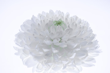 White chrysanthemum on the white background