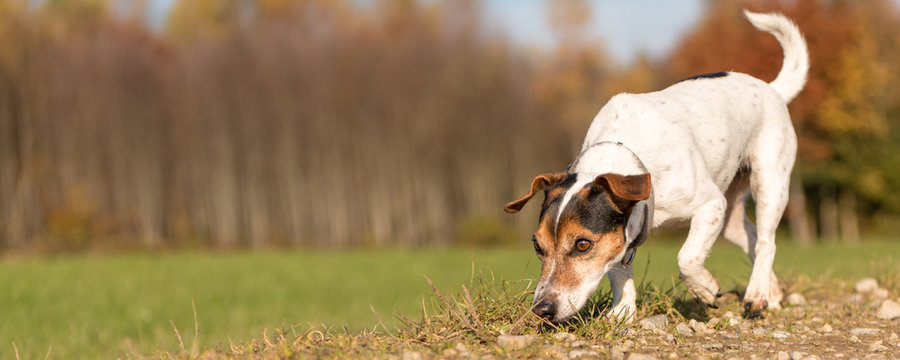 Small purebred Jack Russell Terrier Hound. Cute dog is fallowing a track in autumn