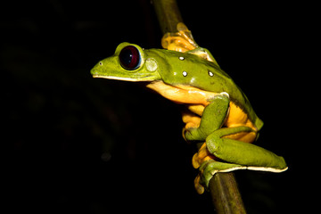 Gliding tree frog (Agalychnis spurrelli) sitting on a branch at the Osa Peninsula, corcovado national park. 